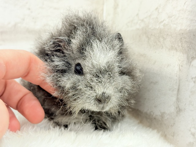 【最新画像更新🪄】ぬいぐるみみたいなもこもこちゃん🐹☁️テディモルモット(男の子) テディモルモット