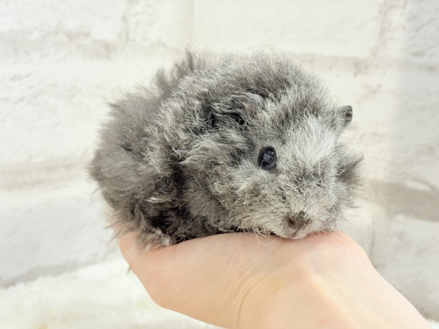 【最新画像更新🪄】ぬいぐるみみたいなもこもこちゃん🐹☁️テディモルモット(男の子) テディモルモット