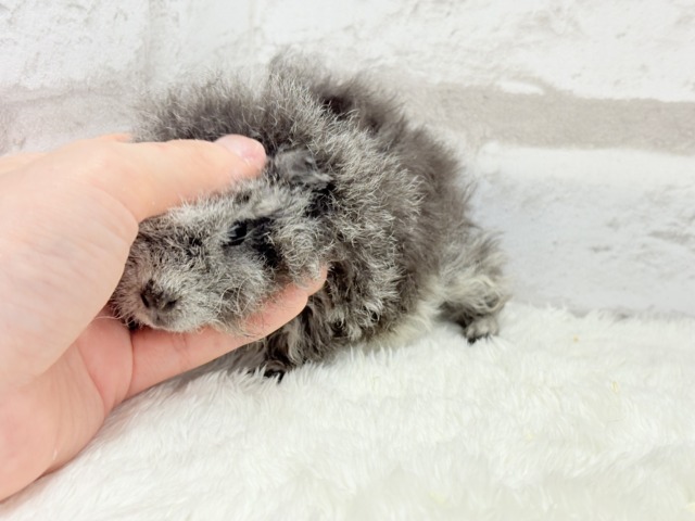 テディモルモット