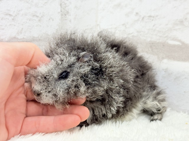テディモルモット