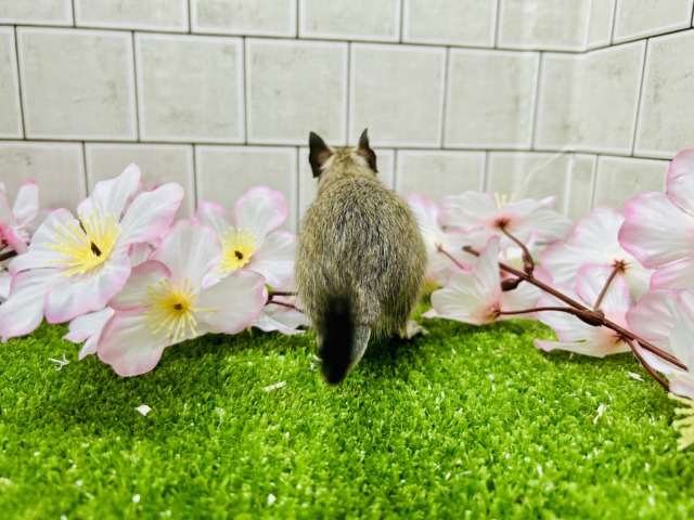 【最新画像更新☆☆】甘えん坊さんになっちゃうかも?? デグー デグー
