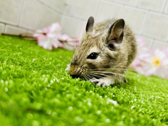 【最新画像更新☆☆】甘えん坊さんになっちゃうかも?? デグー デグー