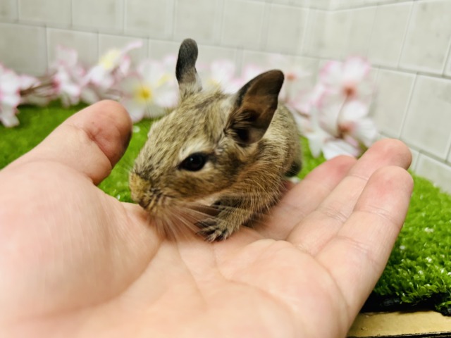 デグー