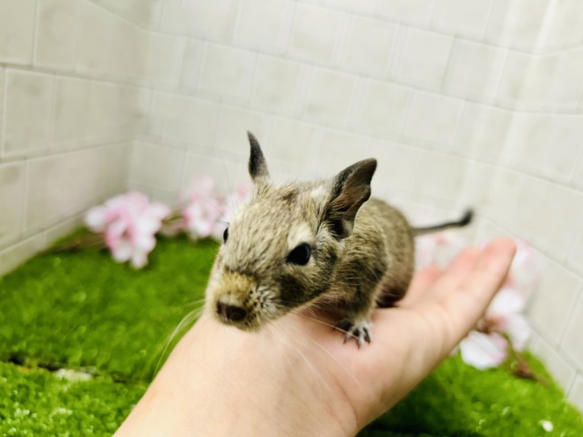 デグー