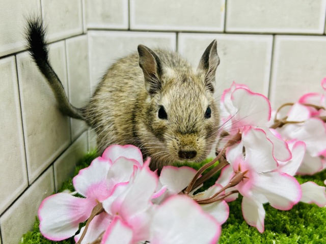 デグー