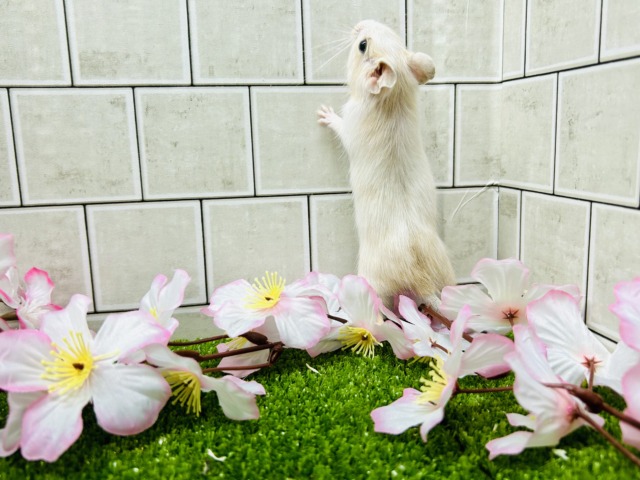デグー