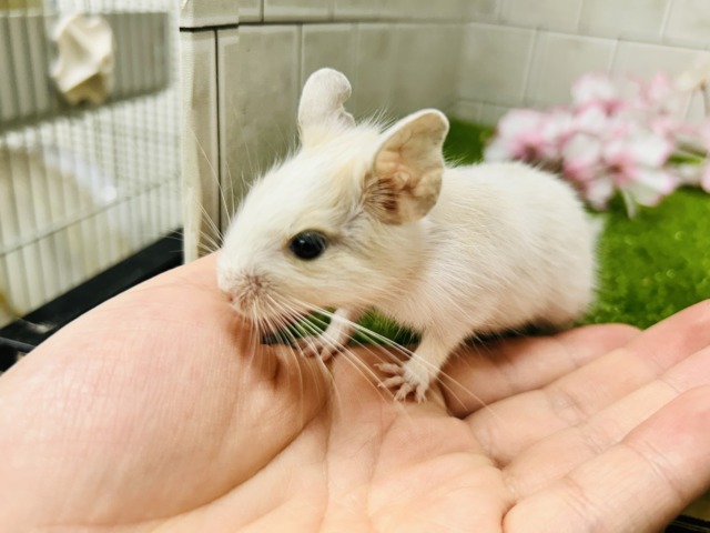 デグー