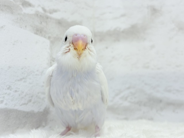 麗し🫧高嶺の存在感🐣🪻セキセイインコ ヒナ セキセイインコ