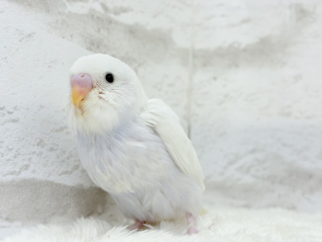 麗し🫧高嶺の存在感🐣🪻セキセイインコ ヒナ セキセイインコ
