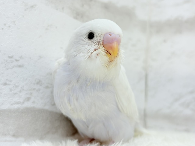 麗し🫧高嶺の存在感🐣🪻セキセイインコ ヒナ セキセイインコ