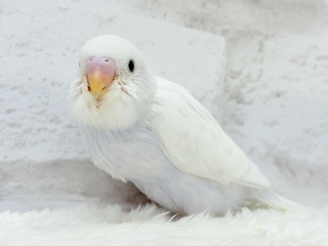 麗し🫧高嶺の存在感🐣🪻セキセイインコ ヒナ セキセイインコ