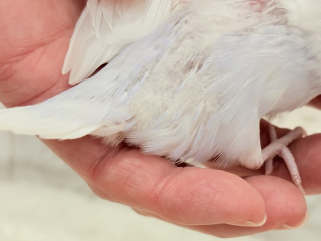 麗し🫧高嶺の存在感🐣🪻セキセイインコ ヒナ セキセイインコ