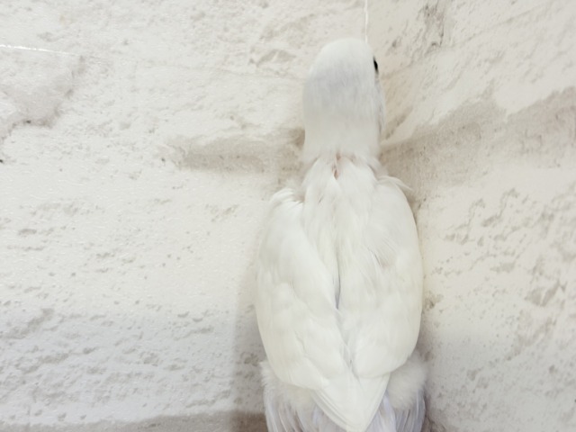 麗し🫧高嶺の存在感🐣🪻セキセイインコ ヒナ セキセイインコ