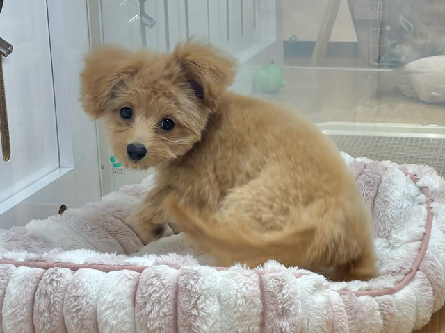超ホヤホヤ最新画像✨太陽みたいな明るい存在♥ポメプーちゃん! ポメプー