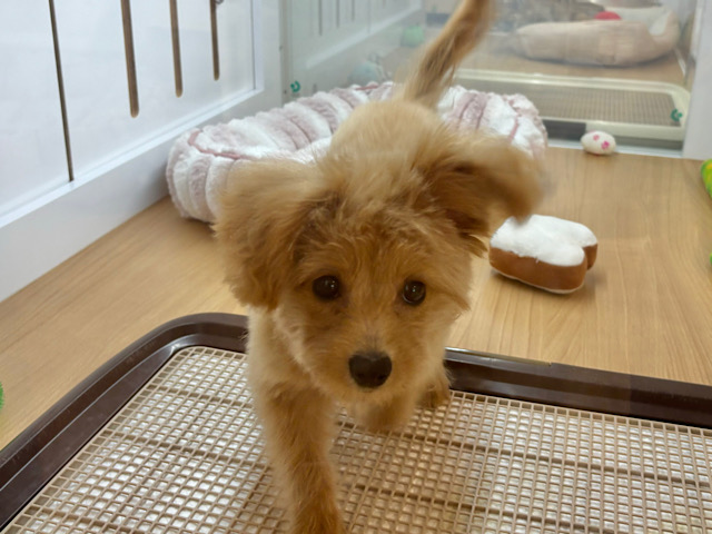超ホヤホヤ最新画像✨太陽みたいな明るい存在♥ポメプーちゃん! ポメプー