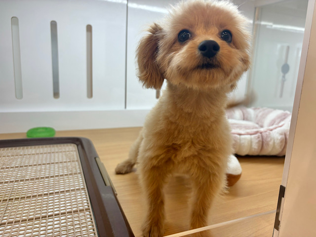 超ホヤホヤ最新画像✨太陽みたいな明るい存在♥ポメプーちゃん! ポメプー