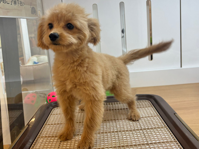超ホヤホヤ最新画像✨太陽みたいな明るい存在♥ポメプーちゃん! ポメプー