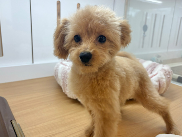 超ホヤホヤ最新画像✨太陽みたいな明るい存在♥ポメプーちゃん! ポメプー