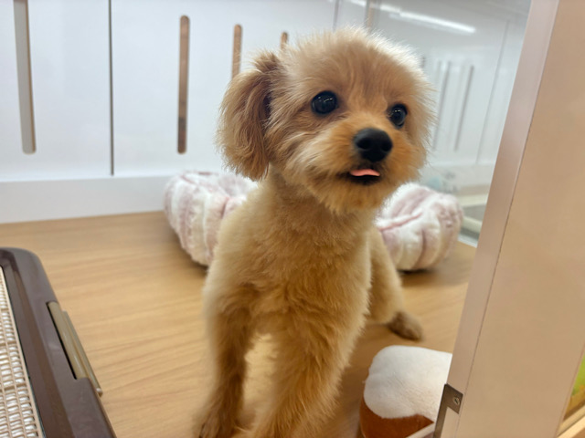超ホヤホヤ最新画像✨太陽みたいな明るい存在♥ポメプーちゃん! ポメプー