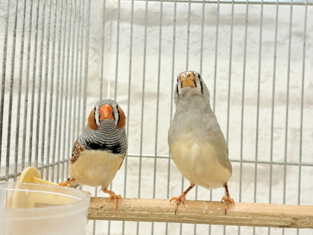 ペーペーコンビ🐥🧡キンカチョウ ペア 錦花鳥(キンカチョウ)