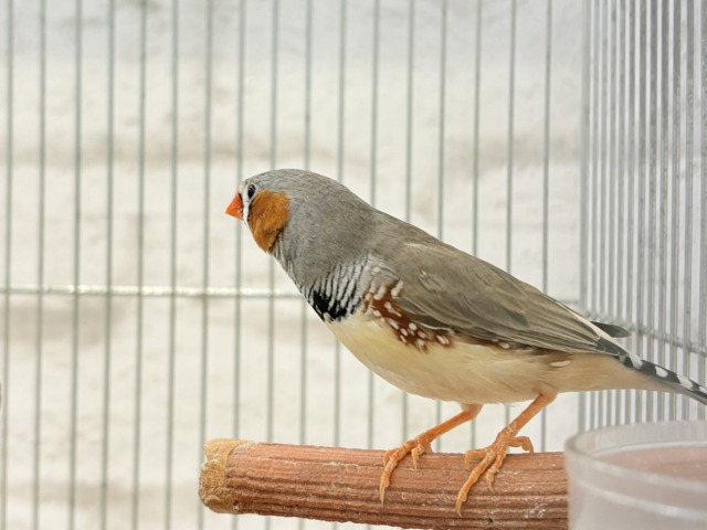 ペーペーコンビ🐥🧡キンカチョウ ペア 錦花鳥(キンカチョウ)