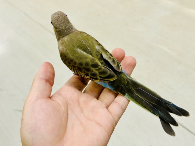 【最新画像更新☆☆】ムッチムチ! だ・け・ど♪♪ アキクサインコ アキクサインコ(秋草インコ)