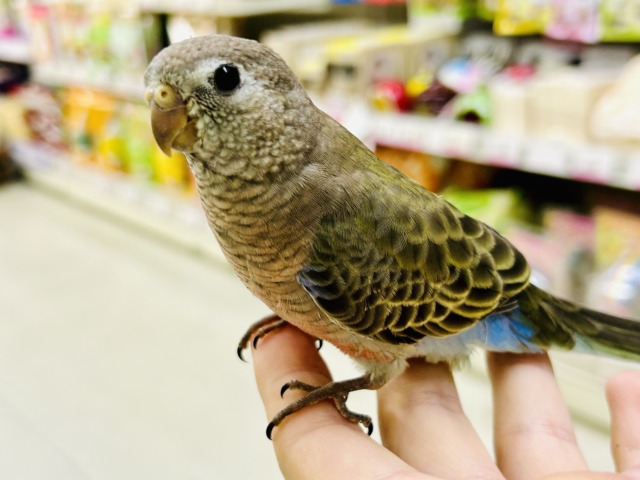 【最新画像更新☆☆】ムッチムチ! だ・け・ど♪♪ アキクサインコ アキクサインコ(秋草インコ)