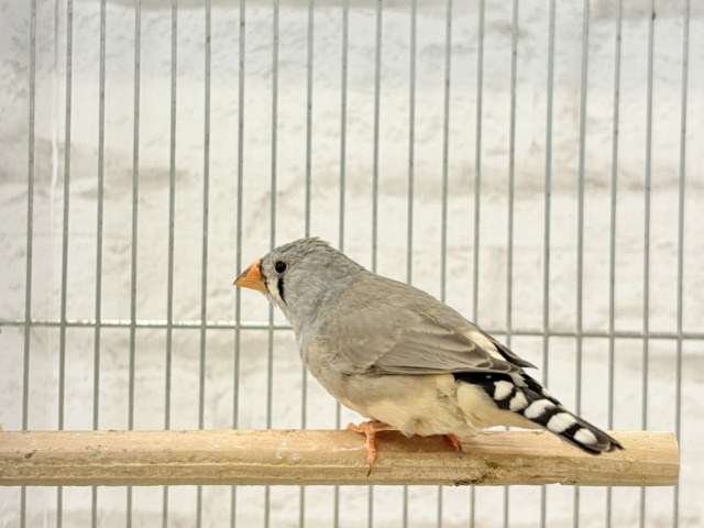 ペーペーコンビ🐥🧡キンカチョウ ペア 錦花鳥(キンカチョウ)