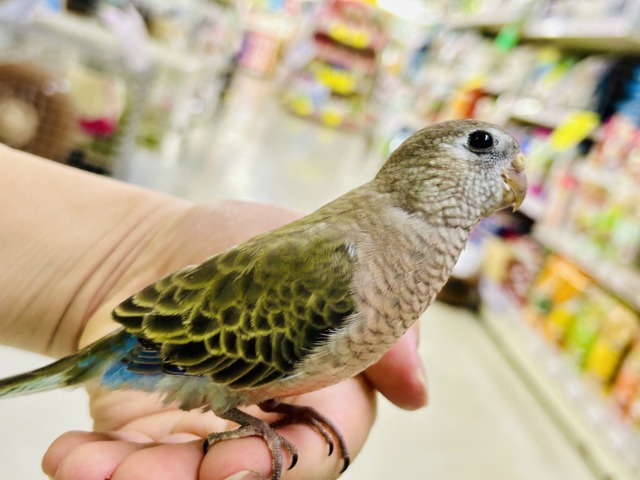 【最新画像更新☆☆】ムッチムチ! だ・け・ど♪♪ アキクサインコ アキクサインコ(秋草インコ)