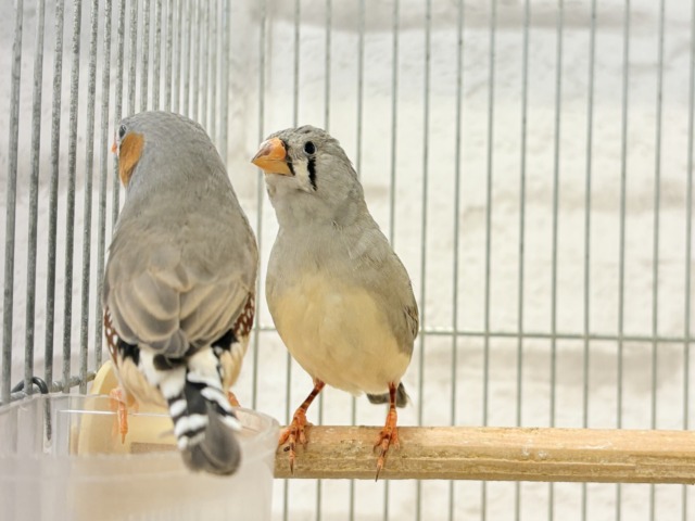 ペーペーコンビ🐥🧡キンカチョウ ペア 錦花鳥(キンカチョウ)