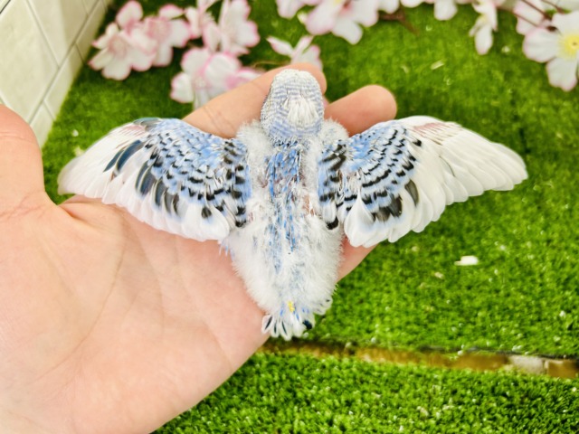 【最新画像更新☆☆】ナンバーワンよりもオンリーワン! セキセイインコ セキセイインコ