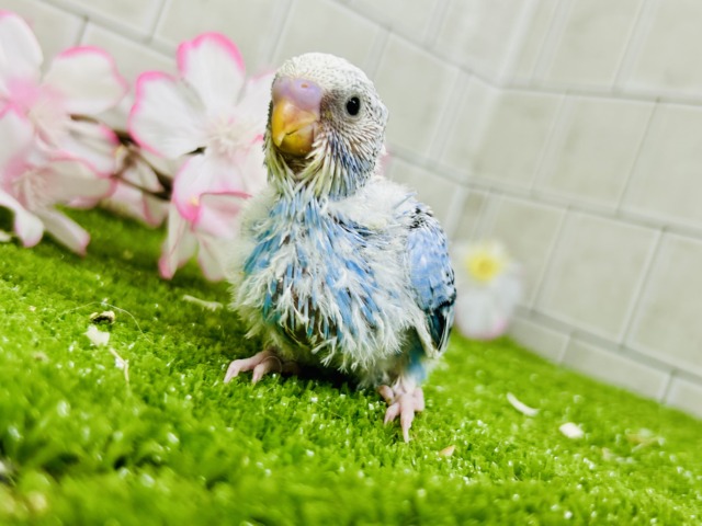 【最新画像更新☆☆】ナンバーワンよりもオンリーワン! セキセイインコ セキセイインコ