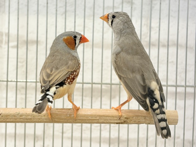ペーペーコンビ🐥🧡キンカチョウ ペア 錦花鳥(キンカチョウ)