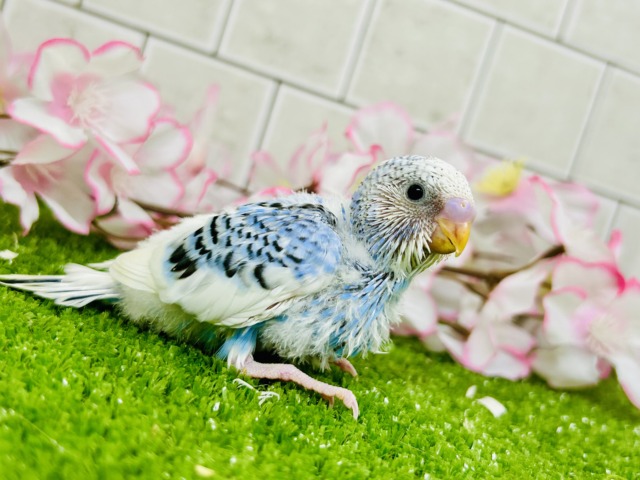 【最新画像更新☆☆】ナンバーワンよりもオンリーワン! セキセイインコ セキセイインコ