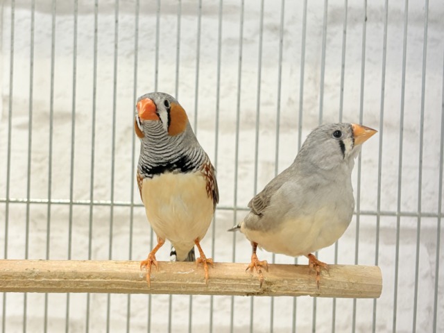 ペーペーコンビ🐥🧡キンカチョウ ペア 錦花鳥(キンカチョウ)