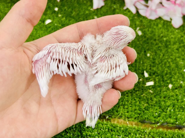 【最新画像更新☆☆】パヤパヤっとBABY🍼 セキセイインコ セキセイインコ