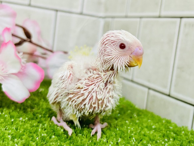 【最新画像更新☆☆】パヤパヤっとBABY🍼 セキセイインコ セキセイインコ