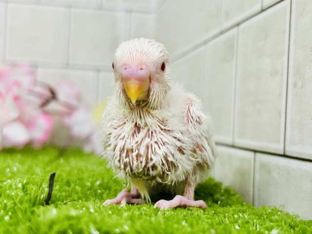 【最新画像更新☆☆】パヤパヤっとBABY🍼 セキセイインコ セキセイインコ