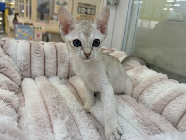 シンガプーラ