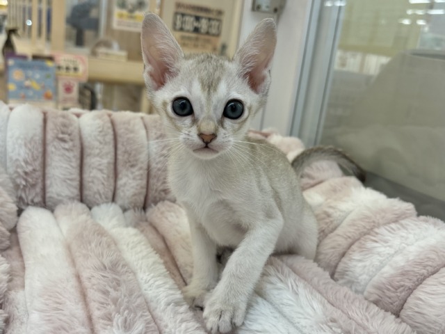 シンガプーラ