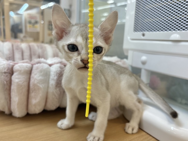 シンガプーラ