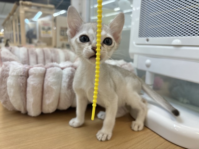 シンガプーラ