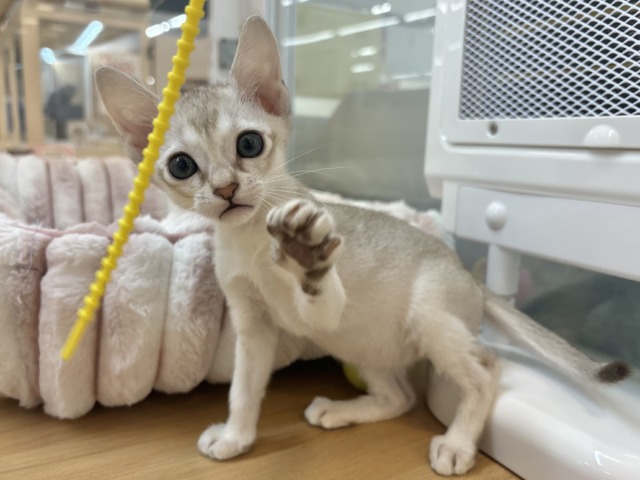 シンガプーラ