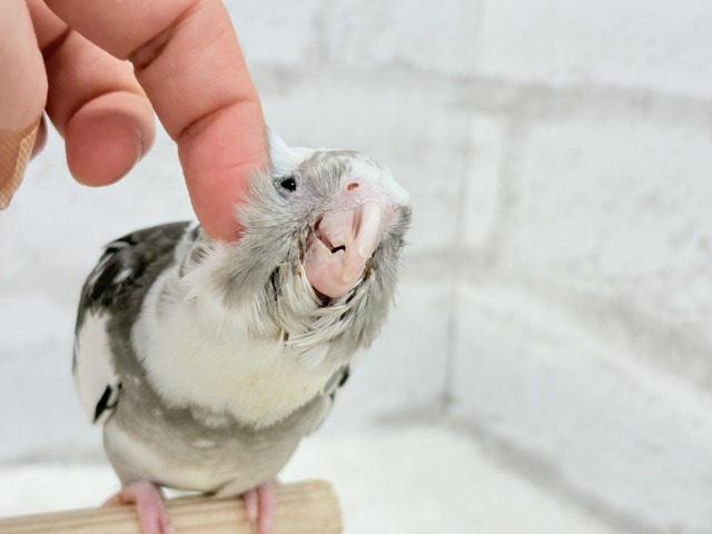 【最新画像更新🪄ひとり餌になりました☆】愛嬌たっぷり♡オカメインコ(WFパイド) ヒナ オカメインコ