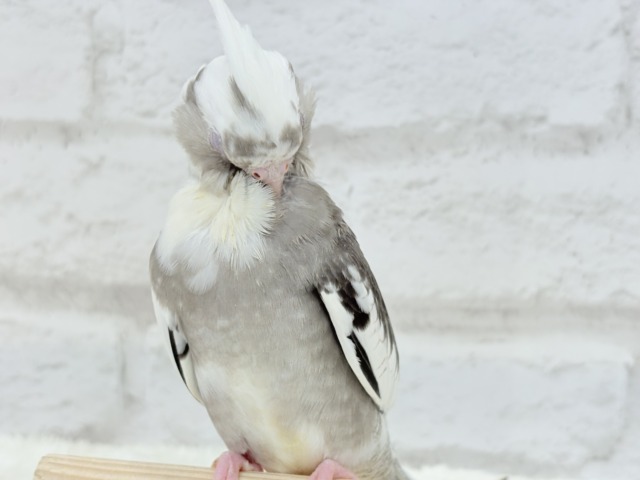 オカメインコ