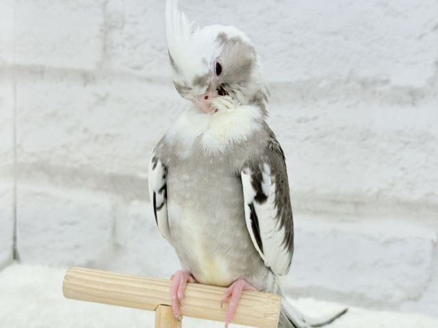 オカメインコ