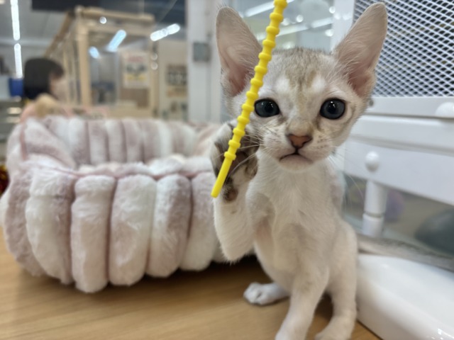 シンガプーラ