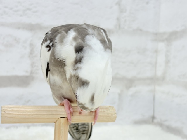 【最新画像更新🪄ひとり餌になりました☆】愛嬌たっぷり♡オカメインコ(WFパイド) ヒナ オカメインコ