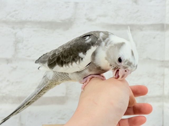【最新画像更新🪄ひとり餌になりました☆】愛嬌たっぷり♡オカメインコ(WFパイド) ヒナ オカメインコ