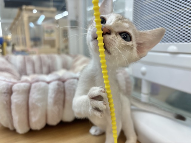 シンガプーラ